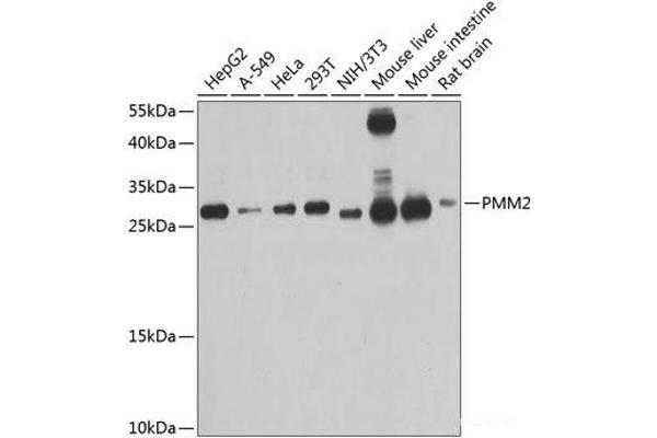 PMM2 Antikörper