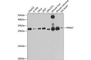 Western blot analysis of extracts of various cell lines using PMM2 Polyclonal Antibody at dilution of 1:1000. (PMM2 Antikörper)