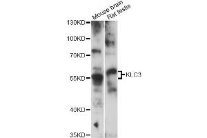 Western blot analysis of extracts of various cell lines, using KLC3 antibody (ABIN6290558) at 1:3000 dilution. (KLC3 Antikörper)