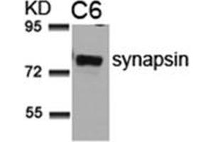 Image no. 1 for anti-Synapsin I (SYN1) (AA 7-11) antibody (ABIN197522) (SYN1 Antikörper  (AA 7-11))