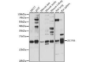 Western blot analysis of extracts of various cell lines, using DCTN5 antibody (ABIN7266853) at 1:1000 dilution. (DCTN5 Antikörper  (AA 1-100))