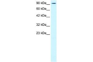 KIF5B antibody used at 0. (KIF5B Antikörper  (N-Term))
