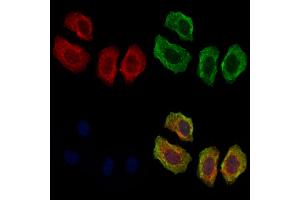 ABIN7094055 and ABIN7098099 staining Hela cells by IF/ICC. (AFAP Antikörper  (N-Term))