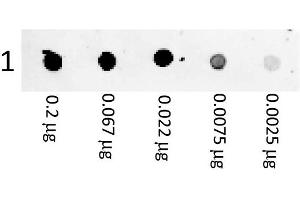 A three-fold serial dilution of Mouse IgG starting at 200 ng was spotted onto 0. (Ziege anti-Maus IgG (Heavy & Light Chain) Antikörper (PE))