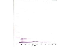 Image no. 1 for anti-Chemokine (C-C Motif) Ligand 4 (CCL4) antibody (ABIN465382) (CCL4 Antikörper)