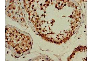 Immunohistochemistry of paraffin-embedded human testis tissue using ABIN7159782 at dilution of 1:100 (LC3B Antikörper  (AA 2-100))