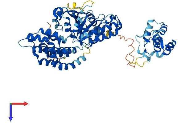 EHD2 Protein (AA 1-543) (His tag)
