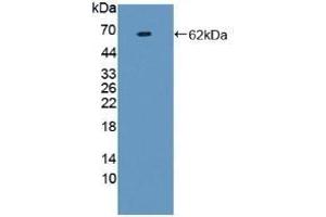 Detection of Recombinant F1+2, Human using Monoclonal Antibody to Prothrombin Fragment 1+2 (F1+2) (Prothrombin Fragment 1+2 Antikörper)