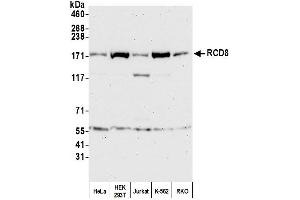 Western Blotting (WB) image for anti-Enhancer of mRNA Decapping 4 (EDC4) (AA 1-50) antibody (ABIN7450645)