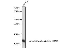 Western blot analysis of extracts of Rat liver, using Hemoglobin subunit alpha (HB) (HB) Rabbit mAb (ABIN7267608) at 1:1000 dilution. (HBA1 Antikörper)