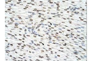 Image no. 2 for anti-Heterogeneous Nuclear Ribonucleoprotein A/B (HNRNPAB) (C-Term) antibody (ABIN203059)