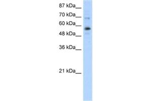 Western Blotting (WB) image for anti-Zinc Finger Protein 71 (ZNF71) antibody (ABIN2461912) (ZNF71 Antikörper)