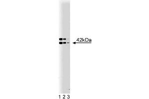 Western blot analysis of B2 Bradykinin Receptor on a rat pituitary lysate. (BDKRB2 Antikörper  (AA 350-364))