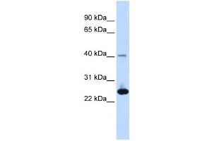 Western Blotting (WB) image for anti-Selenoprotein S (SELS) antibody (ABIN2459165) (Selenoprotein S Antikörper)