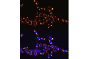 Immunofluorescence analysis of NIH-3T3 cells using HSP60/HSPD1 Rabbit mAb (ABIN1680746, ABIN3015220, ABIN3015221 and ABIN7101321) at dilution of 1:100 (40x lens). (HSPD1 Antikörper)