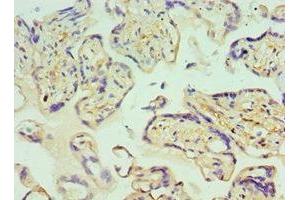 Immunohistochemistry of paraffin-embedded human placenta tissue using ABIN7154050 at dilution of 1:100 (Glutaredoxin 2 Antikörper  (AA 1-124))