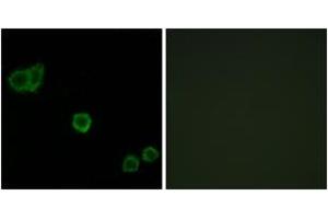 Immunofluorescence analysis of HeLa cells, using CPI17 alpha (Ab-38) Antibody. (CPI-17 Antikörper  (AA 5-54))