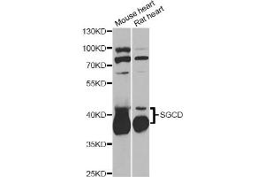 Western blot analysis of extracts of various cell lines, using SGCD antibody (ABIN6292039) at 1:1000 dilution. (SGCD Antikörper)