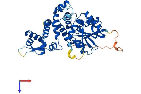 ASMT Protein (AA 1-387) (His tag)