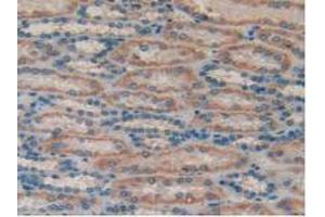 IHC-P analysis of Human Kidney Tissue, with DAB staining. (MUC1 Antikörper  (AA 1098-1255))