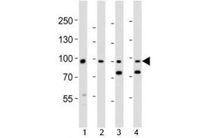 Western blot analysis of lysate from 1) human A431, 2) mouse NIH3T3 cell line, 3) mouse brain and 4) rat brain tissue lysate using Ephb1 antibody at 1:1000. (EPH Receptor B1 Antikörper  (AA 374-409))