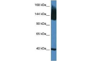 Western Blot showing Slc12a5 antibody used at a concentration of 1. (KCC2 Antikörper  (N-Term))
