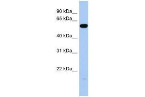 ILDR1 antibody used at 1 ug/ml to detect target protein. (ILDR1 Antikörper  (Middle Region))