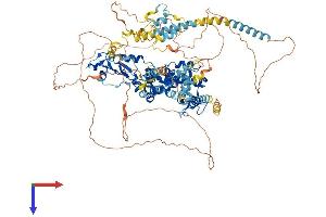 Rubicon Protein (AA 1-956) (His tag)