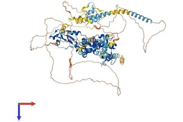 Rubicon Protein (AA 1-956) (His tag)
