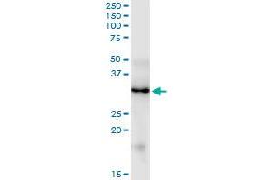 FGF5 monoclonal antibody (M01), clone 1B4.