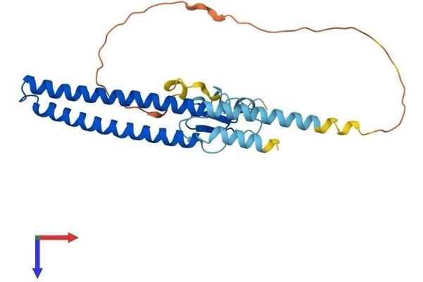 ING4 Protein (AA 1-249) (His tag)