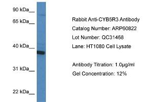 Western Blotting (WB) image for anti-Cytochrome B5 Reductase 3 (CYB5R3) (C-Term) antibody (ABIN2788600) (CYB5R3 Antikörper  (C-Term))