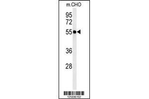 Western blot analysis of ATL3 Antibody in CHO cell line lysates (35ug/lane) (ATL3 Antikörper  (AA 217-245))