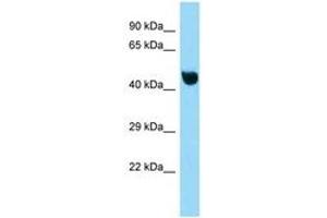 Image no. 1 for anti-Nuclear Factor of kappa Light Polypeptide Gene Enhancer in B-Cells Inhibitor-Like 1 (NFKBIL1) (C-Term) antibody (ABIN6748327) (NFKBIL1 Antikörper  (C-Term))