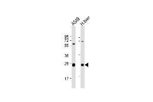 All lanes : Anti-TRH Antibody (C-Term) at 1:2000 dilution Lane 1: A549 whole cell lysate Lane 2: human liver lysate Lysates/proteins at 20 μg per lane. (TRH Antikörper  (AA 157-191))