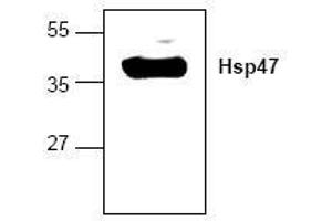 Image no. 1 for anti-Serpin Family H Member 1 (SERPINH1) antibody (ABIN127161) (SERPINH1 Antikörper)