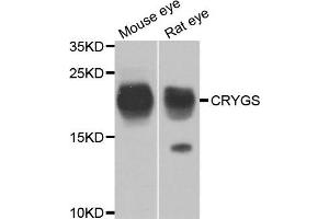 Western blot analysis of extracts of mouse eye and rat eye, using CRYGS antibody. (CRYGS Antikörper)