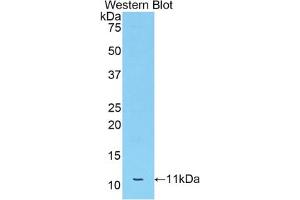 Western blot analysis of the recombinant protein. (APOC3 Antikörper  (AA 21-101))