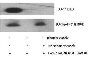 Western Blotting (WB) image for anti-Discoidin Domain Receptor tyrosine Kinase 1 (DDR1) (pTyr513) antibody (ABIN3173324) (DDR1 Antikörper  (pTyr513))