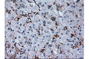 Immunohistochemical staining of paraffin-embedded liver tissue using anti-RPA2 mouse monoclonal antibody. (RPA2 Antikörper)