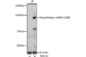 anti-Ubiquitin-Like, Containing PHD and RING Finger Domains, 1 (UHRF1) (meLys385) antibody
