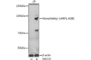 Western blot analysis of extracts of C6 cells, using MonoMethyl-UHRF1-K385 antibody  at 1:1000 dilution. (UHRF1 Antikörper  (meLys385))
