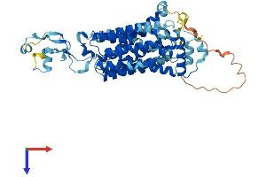 SLC22A13 Protein (AA 1-551) (His tag)
