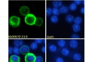 Immunofluorescence staining of fixed mouse splenocytes with anti-CD27 antibody LG. (Rekombinanter CD27 Antikörper)