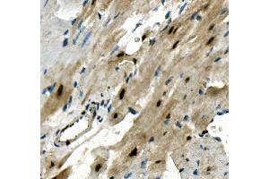IHC analysis of RBPMS using anti-RBPMS antibody (ABIN7602120).
