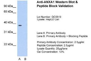 Host:  Rabbit  Target Name:  ANXA1  Sample Type:  HepG2  Lane A:  Primary Antibody  Lane B:  Primary Antibody + Blocking Peptide  Primary Antibody Concentration:  2. (Annexin a1 Antikörper  (N-Term))
