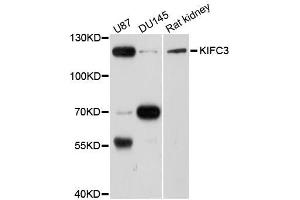 Western blot analysis of extracts of various cell lines, using KIFC3 antibody (ABIN5996275) at 1/1000 dilution. (KIFC3 Antikörper)