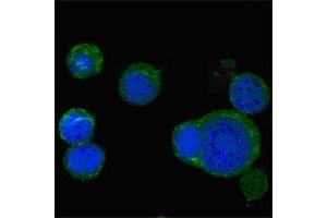 Confocal immunofluorescence analysis of PC-12 cells using WNT5A mouse mAb (green), showing cytoplasmic localization.