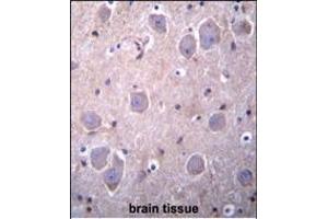 RGDS1 Antibody (Center) 1945c immunohistochemistry analysis in formalin fixed and paraffin embedded human brain tissue followed by peroxidase conjugation of the secondary antibody and DAB staining. (RAP1GDS1 Antikörper  (AA 217-244))