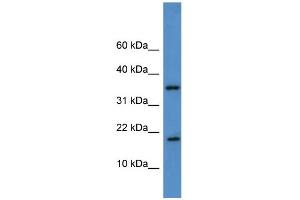 WB Suggested Anti-WBP5 Antibody Titration: 0. (WW Domain Binding Protein 5 (WBP5) (Middle Region) Antikörper)